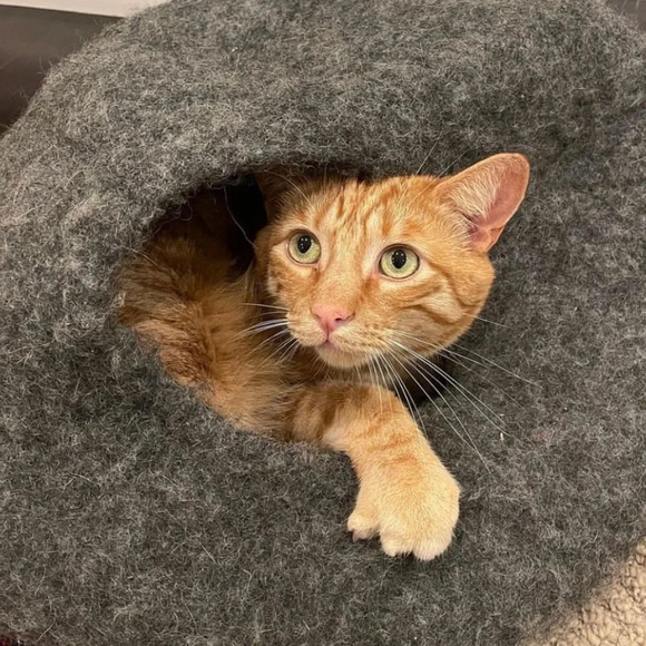 Cat Cave Other - Cat Cave Gray 100% Wool Cat Bed Personal Space Hideaway Nook. NWOT.